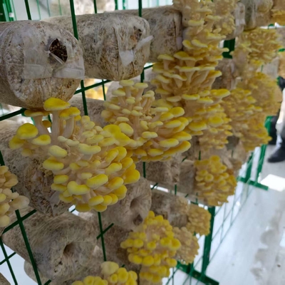 Mushroom Growing Intelligent Mushroom Container Innovative Design