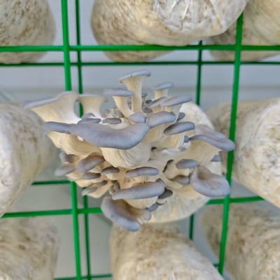 Mushroom Growing Intelligent Mushroom Container Innovative Design