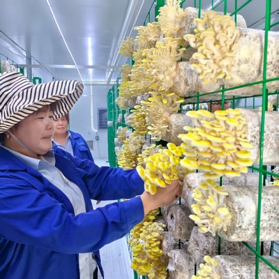 Mushroom Growing Intelligent Mushroom Container Innovative Design