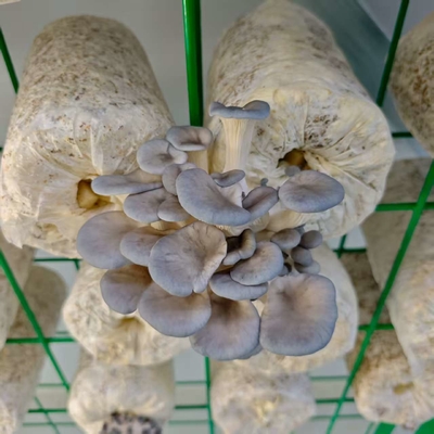 Eco Friendly Mushroom Container For Educational Purposes Durable Versatile