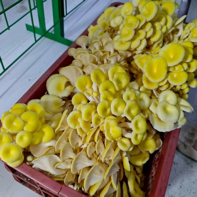 Precisely Regulate Temperature Humidity Ventilation Lighting Mushroom Container