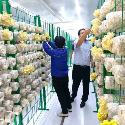 Versatile Mushroom Cultivation For Efficiently Handling Large Quantities