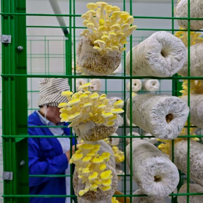 Efficient Resource Utilization High Productivity Mushroom Cultivation Container