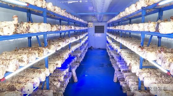 Mushroom cultivation