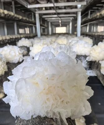 5000-Capacity Mushroom Container Farm with Climate Control